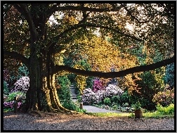 Arboretum, Wojsławice