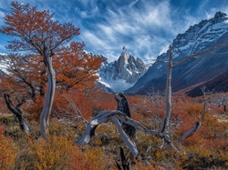 Mount Fitz Roy, El Chalten, Jesień, Argentyna, Konary, Drzewa, Patagonia, Góry