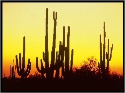 Arizona, Ameryka, Pustynia, Kaktusy, Północna