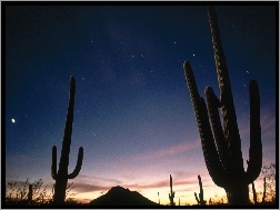 Arizona, Kaktusy