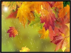 Art, Deszcz, Liście, Jesień