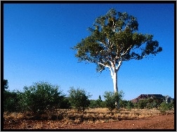 Drzewo, Krajobraz, Pustynny, Australia