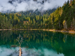 Austria, Mgła, Drzewa, Jezioro Blindsee, Las