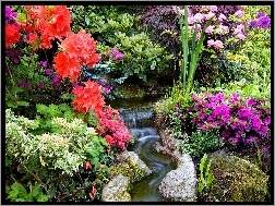 Azalie, Kolorowe, Kaskada, Ogród, Rododendrony