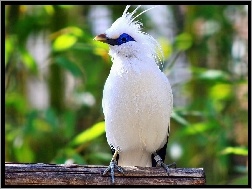 Bali Starling, Biały, Szpak