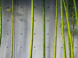 Ściana, Łodygi, Bambus, Roślina