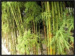 Lasek, Bambusowy, Zielony