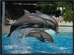 Delfiny, stado, woda, basen