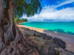 Hawaje, Morze, Drzewo, Wyspa Kauai, Stany Zjednoczone, Plaża Kalihiwai Beach