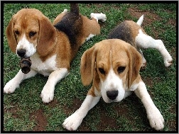 Beagle, Urocze, Dwa, Psiaki