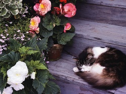 Begonia, Schody, Kot, Śpiący, Kwiaty
