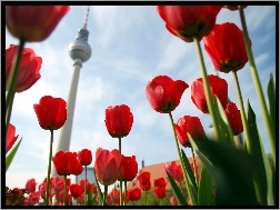 Berlin, Wieża, Tulipany, Telewizyjna