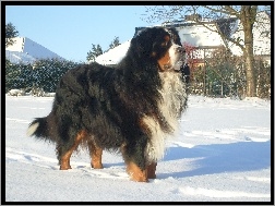 Berneński pies pasterski, zima