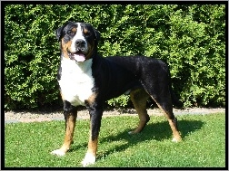 Berneński pies pasterski, piękny, duży