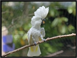 Kakadu, Biała, Papuga