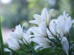 Lilia biała, Kwiaty