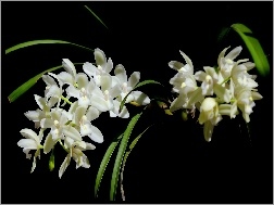 Biała, Orchidea