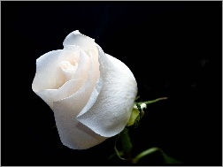 Róża, Biała, Nierozwinięta