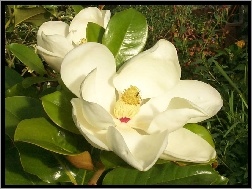 Wielkokwiatowa, Biała, Magnolia