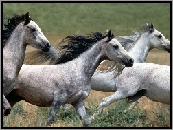 Galop, Białe, Konie
