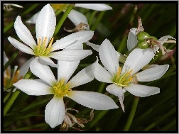 Białe, Kwiatki