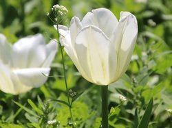 Białe, Dwa, Kwiaty, Tulipany