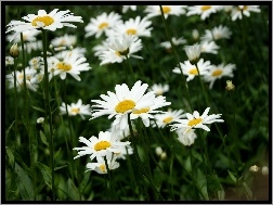 Białe, Margerytki