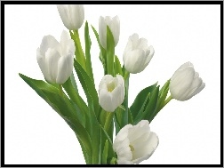 Łodygi, Białe, Tulipany