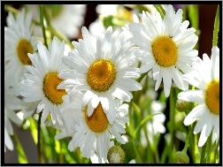 Rumianku, Białe, Kwiaty
