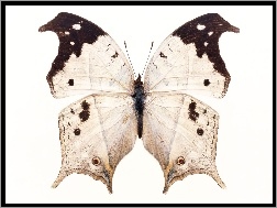 Motyl, Biało, Brązowy