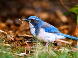 Ptak, Biało-niebieski, Modrowronka kalifornijska