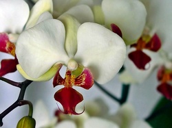 Orchidea, Biało, Czerwona