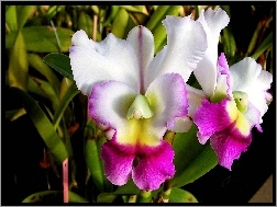 Orchidea, Biało, Różowa