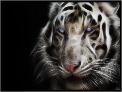 3D, Biały, Tygrys