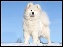 Akita, Biały, Pies