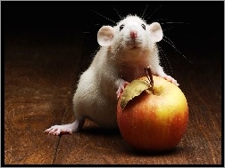 Jabłko, Biały, Szczur