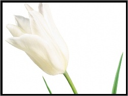 Kieliszek, Biały, Tulipan