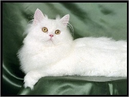 Kot, Biały, Perski
