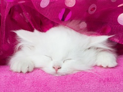 Kotek, Biały, Śpiący