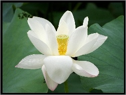 Lotos, Biały, Kwiat