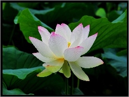 Lotosu, Bia�y, Kwiat
