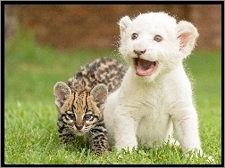 Biały, Kot, Trawa, Lew, Mały, Dziki