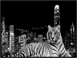 Miasto, Biały, Tygrys