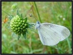 Biały, Motyl