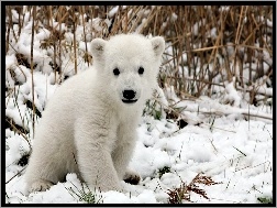 Śnieg, Biały, Niedźwiedź
