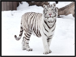 Śnieg, Biały, Tygrys