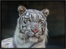 Portret, Biały, Tygrys