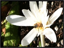 Pszczoła, Biały, Zimowit