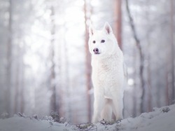 Zima, Biały, Pies