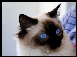 Birmański, Oczy, Niebieskie, Kot